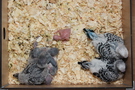 130917 --- R29, R30, R31, R32, R33 och R34